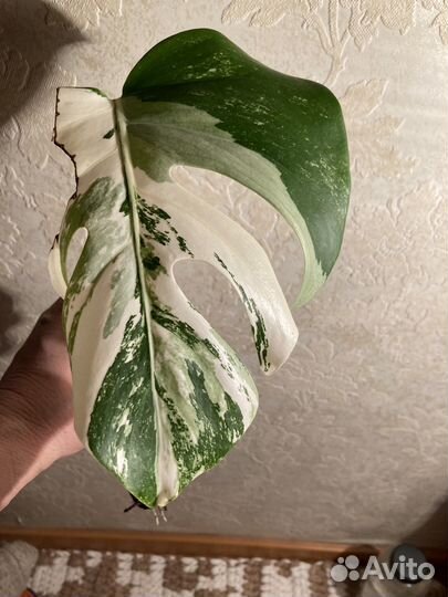 Монстера Альба