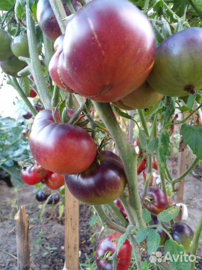 Семена томатов с антоцианом (часть 2)