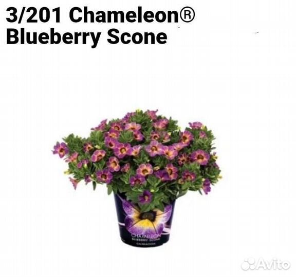 Черенки калибрахоа