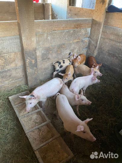 Поросята