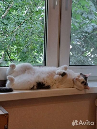 Домашняя передержка кошек временная, котоняня