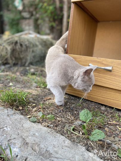 Кошечка с котенком в добрые ручки