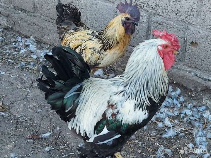 Петухи