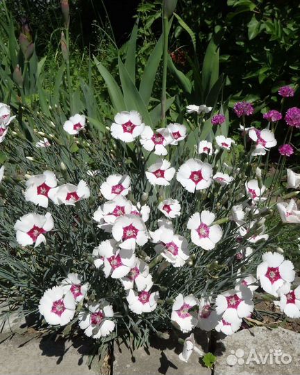 Почвопокровные и низкорослые многолетники