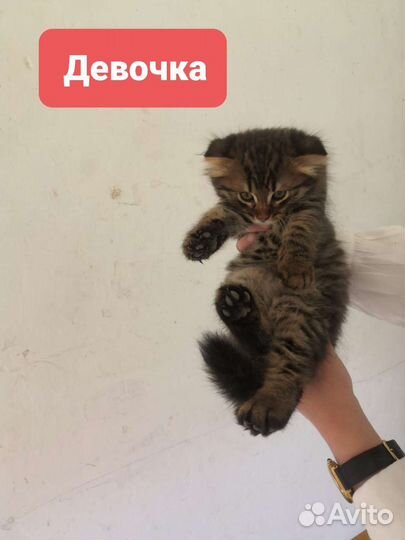 Шотландская