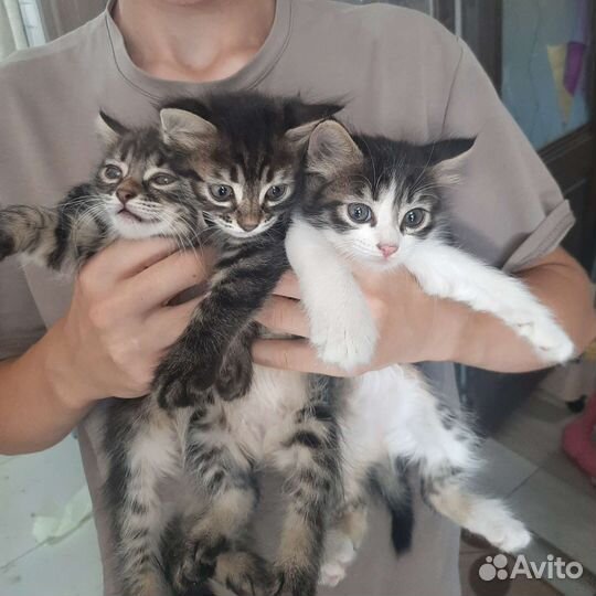 Кошка в дар бесплатно