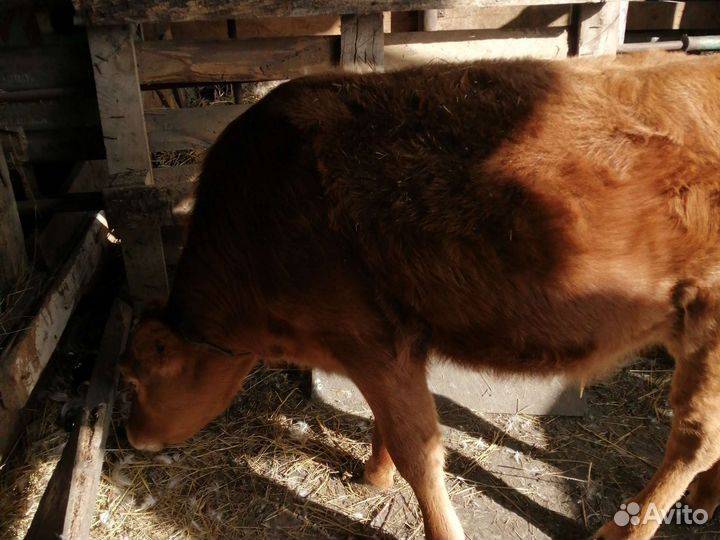 Телёнок 6м