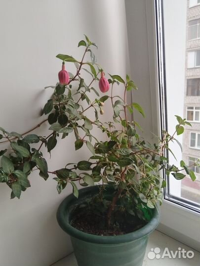 Фуксия древовидная на цвету