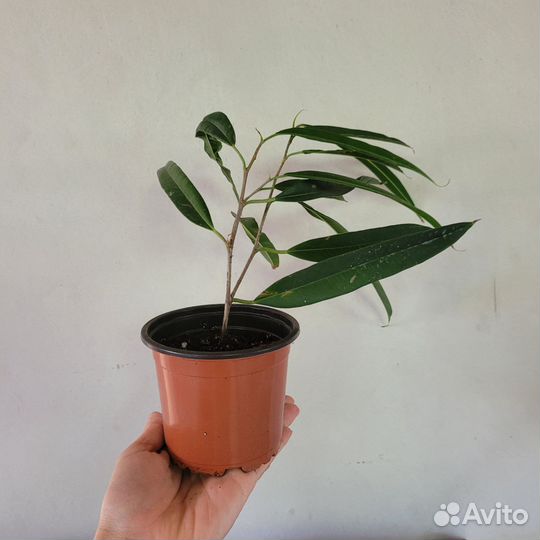 Фикус Биннендийка Али