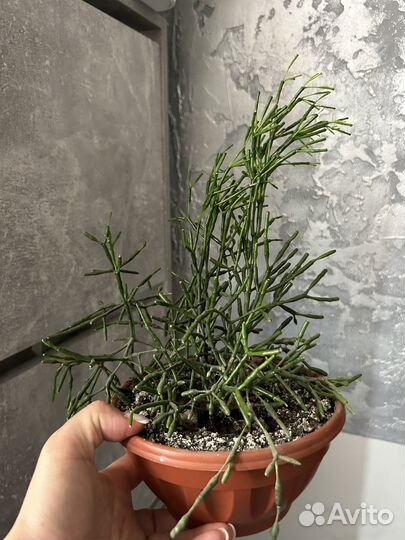 Хатиора суккулент