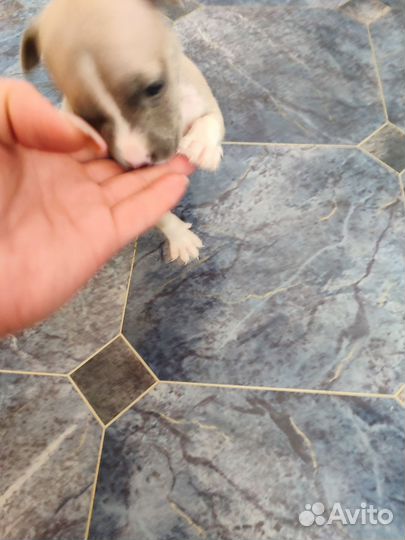 Американский стаффордширский терьер