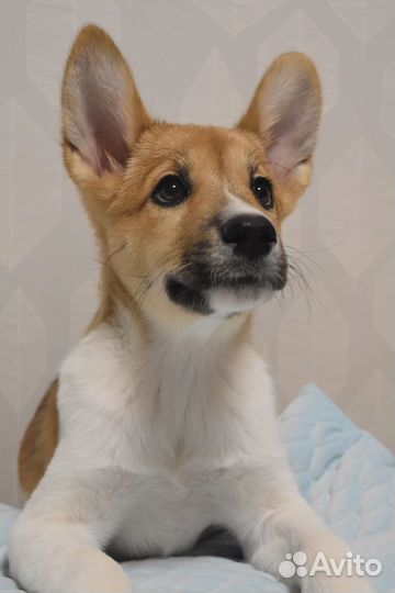 Щенок в дом