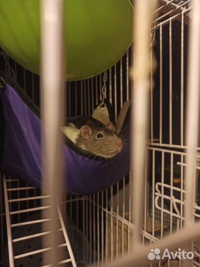 Крысы бесплатно