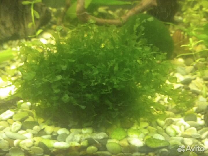 Криптокорина, валиснерия, риччия, ломариопсис