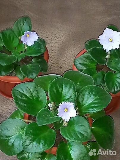 Фиалка в горшках