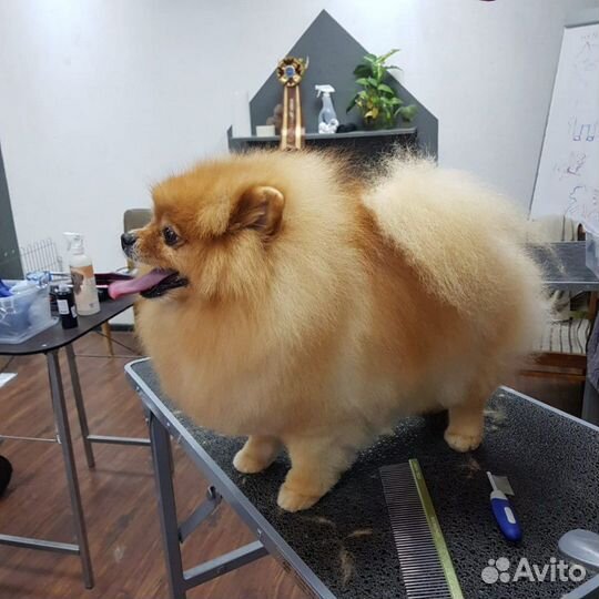 Немецкий шпиц, вязка, кобель