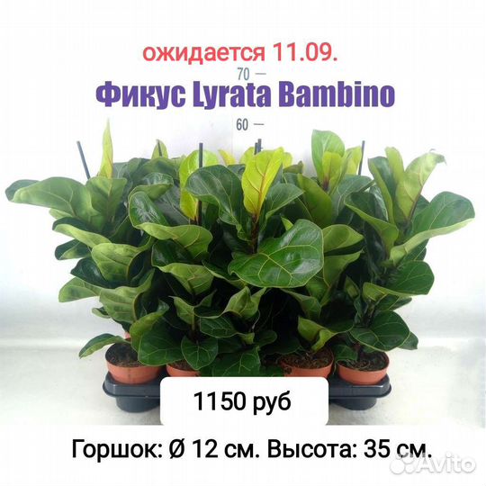 Фикус сортовой 4 вида, филодендрон сортовой