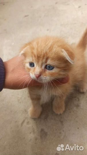 Котенок девочка в добрые руки