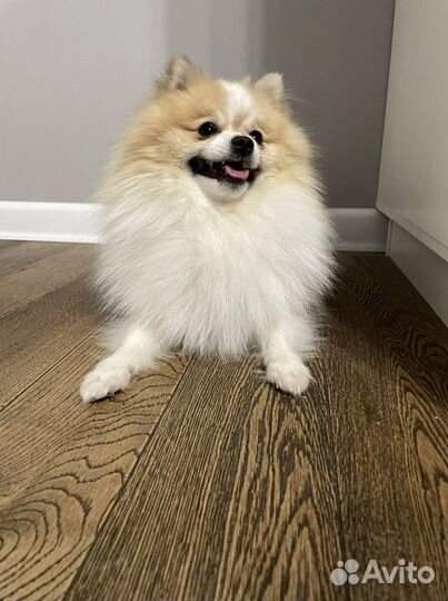 Немецкий шпиц для вязки