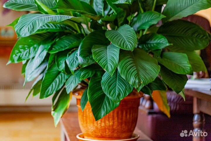 Спатифиллиум, также 