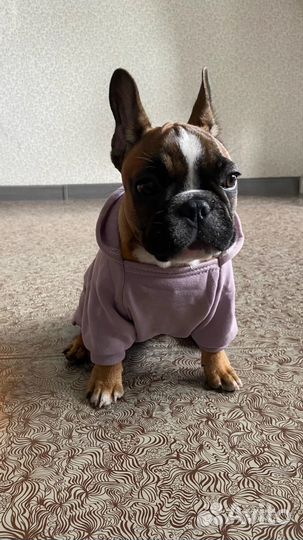 Одежда для собак