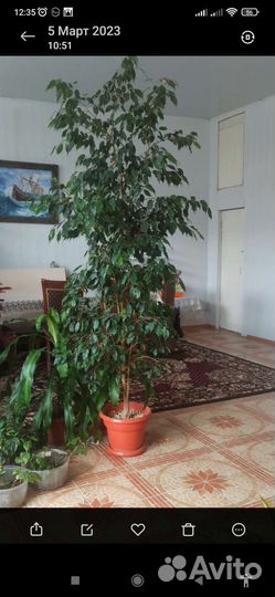 Фикус бенджамина