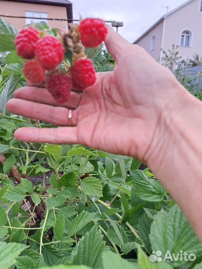 Саженцы малинового дерева