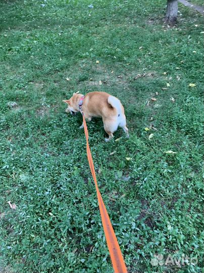 Передержка животных, зoo Такси