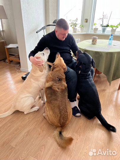 Кинолог с выездом в Спб