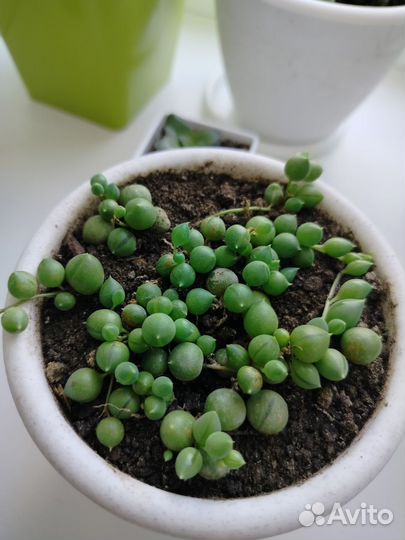 Роули крестовник