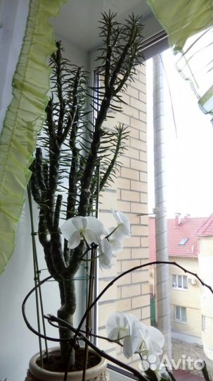 Цветок конструктор (Аустроцилиндропунция)