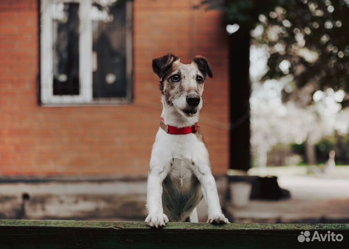 Гладкошерстный фокстерьер Уна