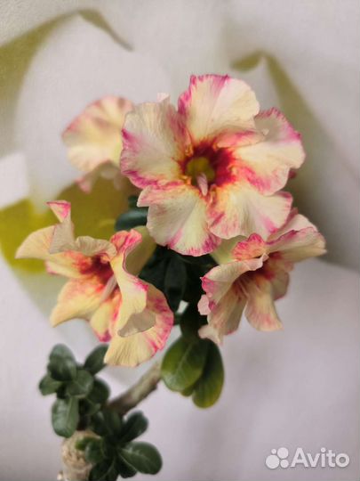 Адениум Ван Гог