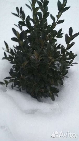Кустик самшита амолоденький здоровый