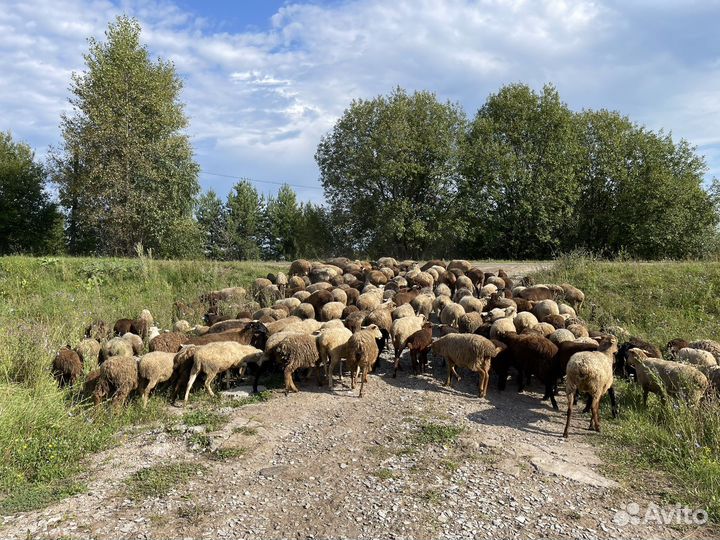 Бараны, овцы