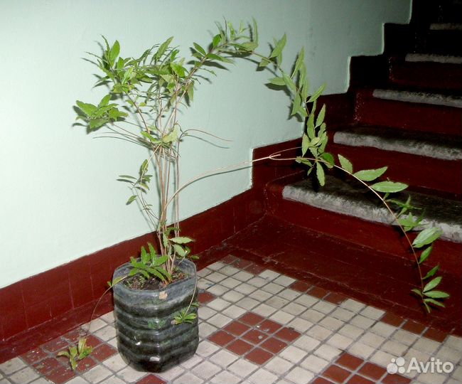 Гранат - взрослое растение в пластиковом контейнер