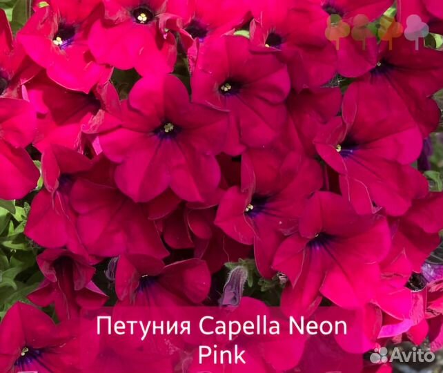 Черенки вегетативной петунии