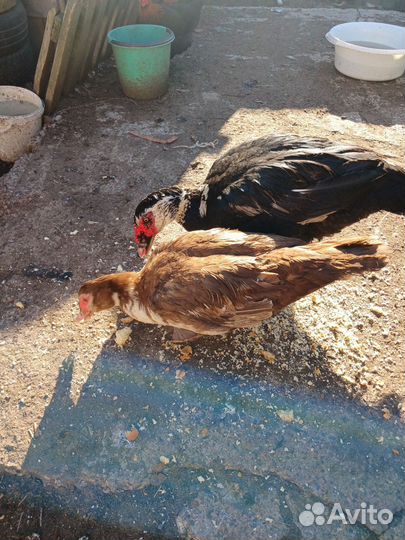 Продам уток