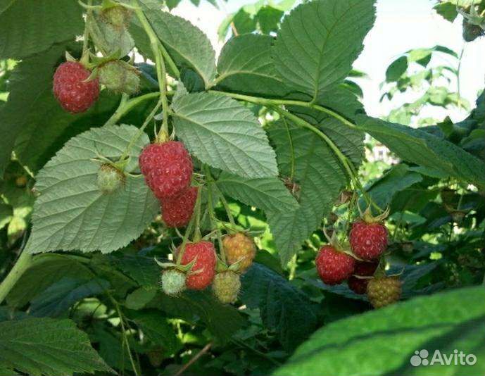 Саженцы малины