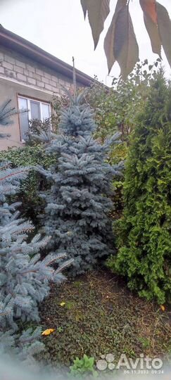 Ель голубая
