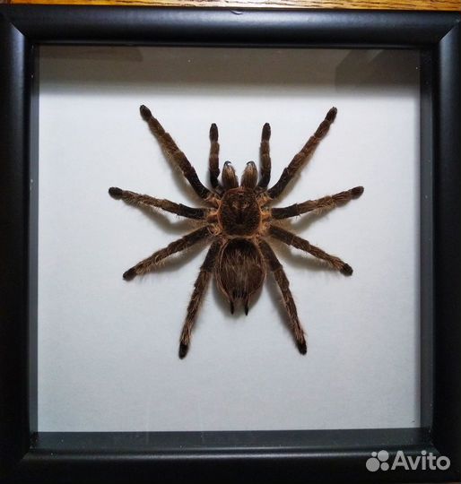 Паук в рамке #5