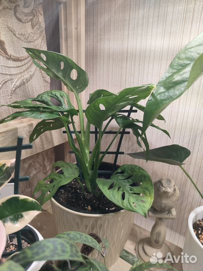 Манстера Манки маск