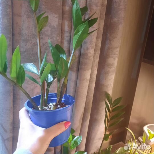 Замиокулькас. Долларовое дерево