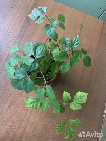 Березка комнатные цветы