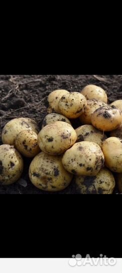 Семенной картофель