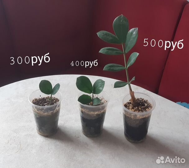 Замиокулькас