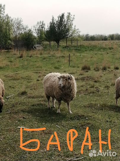 Овцы бараны