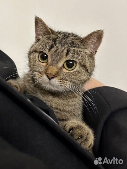 Ласковый котенок в добрые руки
