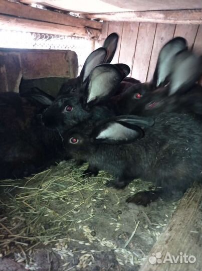 Кролики серый великан