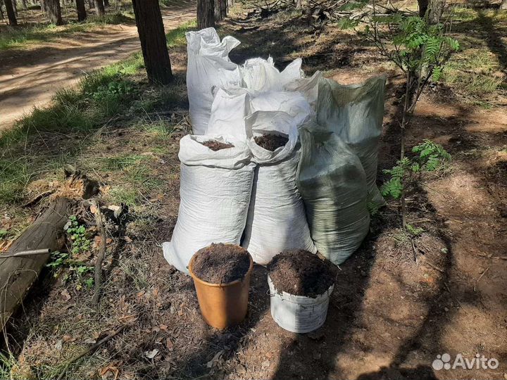 Хвойный опад